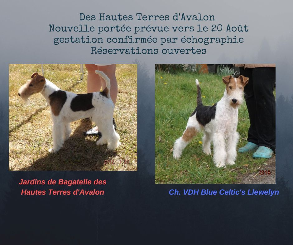 des Hautes Terres D'Avalon - Des bébés bientôt !!!!