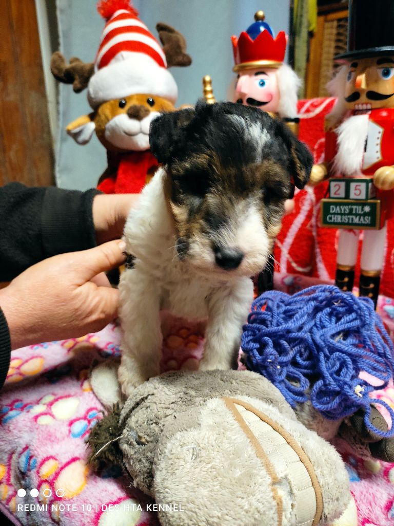 des Hautes Terres D'Avalon - Chiot disponible  - Fox Terrier Poil Dur