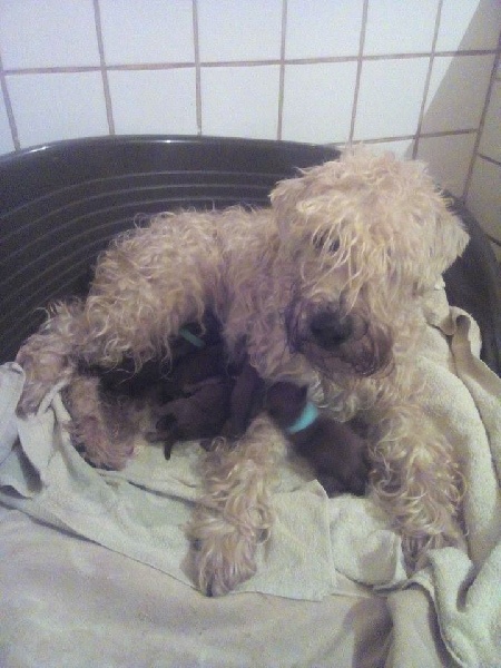 des Hautes Terres D'Avalon - Irish Soft Coated Wheaten Terrier - Portée née le 01/02/2017