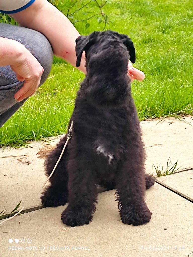 des Hautes Terres D'Avalon - Chiot disponible  - Kerry Blue Terrier