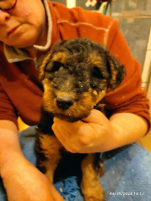 des Hautes Terres D'Avalon - Welsh Terrier - Portée née le 23/11/2023