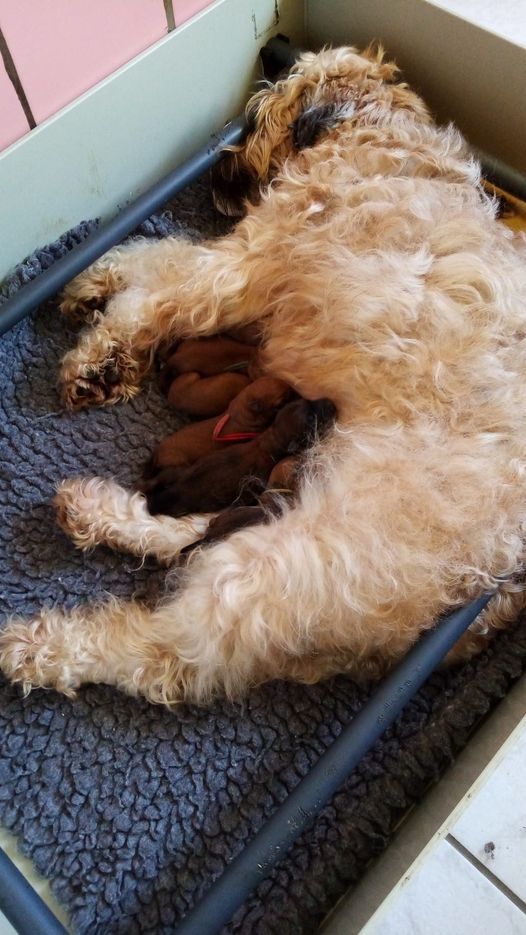 des Hautes Terres D'Avalon - Irish Soft Coated Wheaten Terrier - Portée née le 21/03/2021