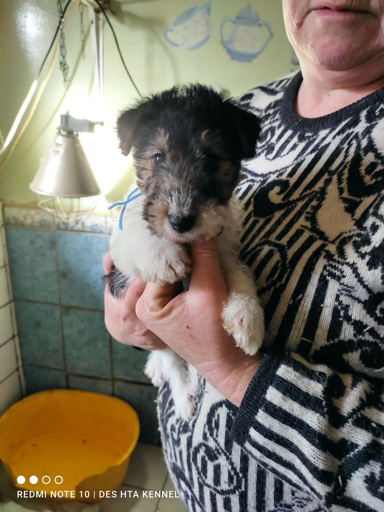 des Hautes Terres D'Avalon - Chiot disponible  - Fox Terrier Poil Dur