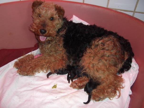 des Hautes Terres D'Avalon - Welsh Terrier - Portée née le 14/06/2011
