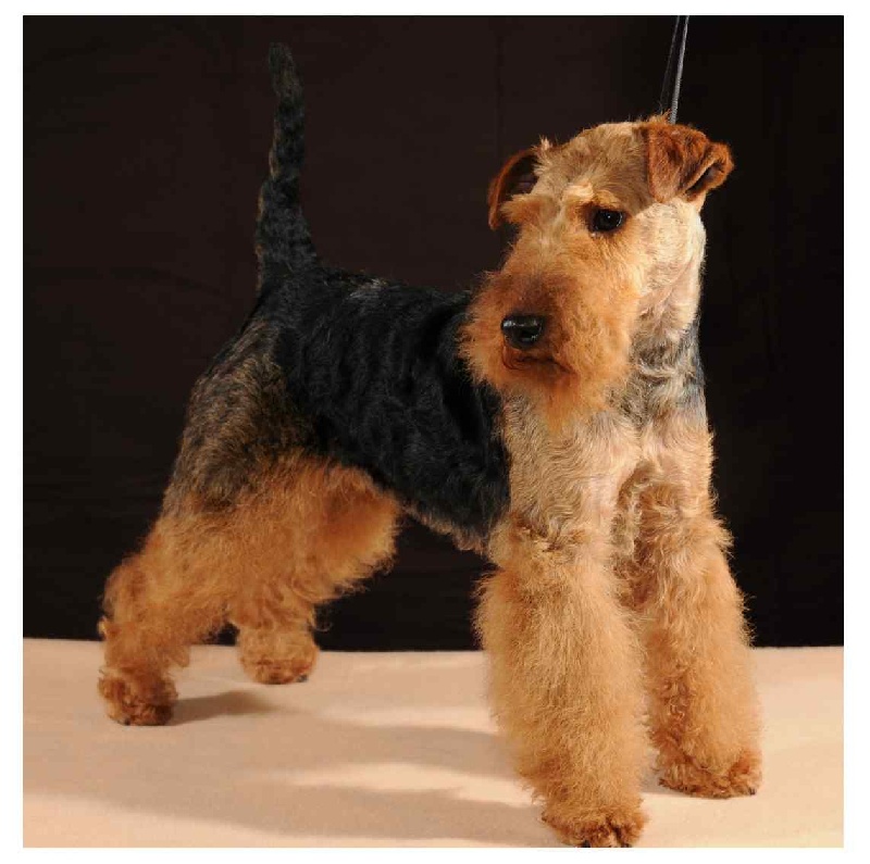 CH. Breakthrough Of happytails