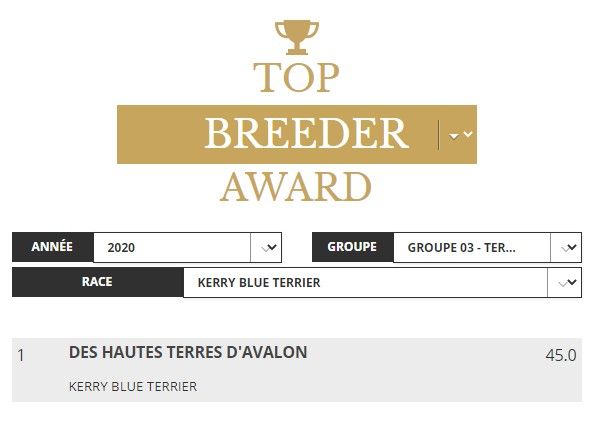 des Hautes Terres D'Avalon - Les Dogs Revelation Award