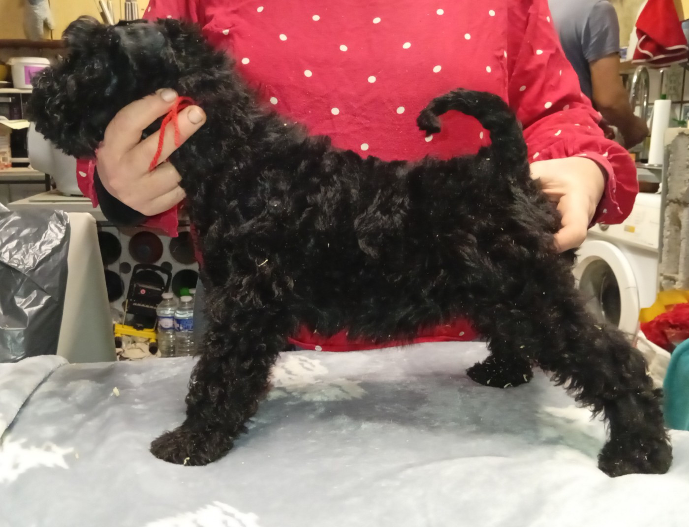 des Hautes Terres D'Avalon - Chiots disponibles - Kerry Blue Terrier