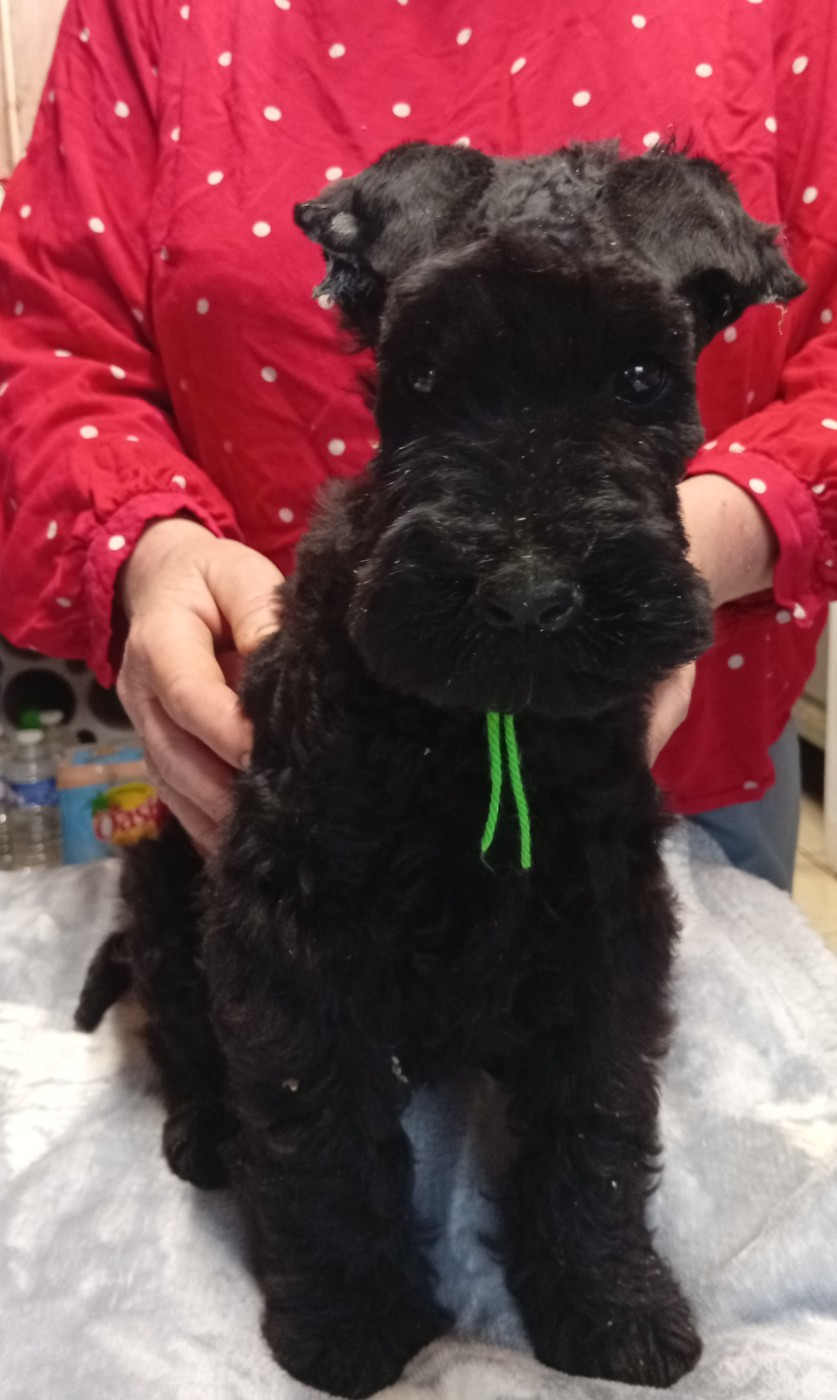 des Hautes Terres D'Avalon - Chiots disponibles - Kerry Blue Terrier
