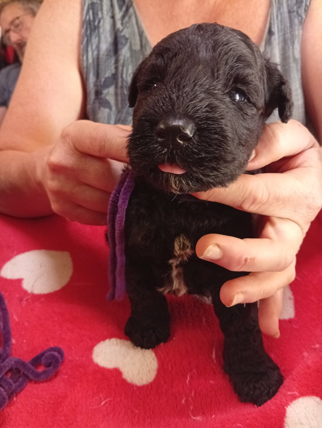 des Hautes Terres D'Avalon - Chiots disponibles - Kerry Blue Terrier