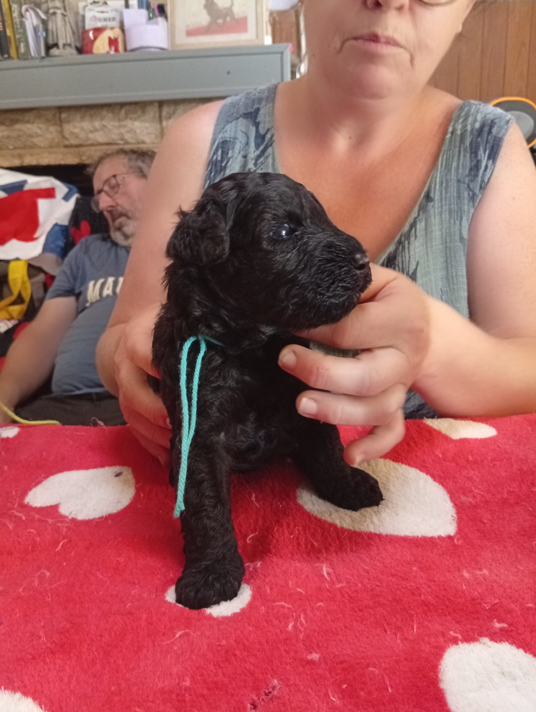 des Hautes Terres D'Avalon - Chiots disponibles - Kerry Blue Terrier