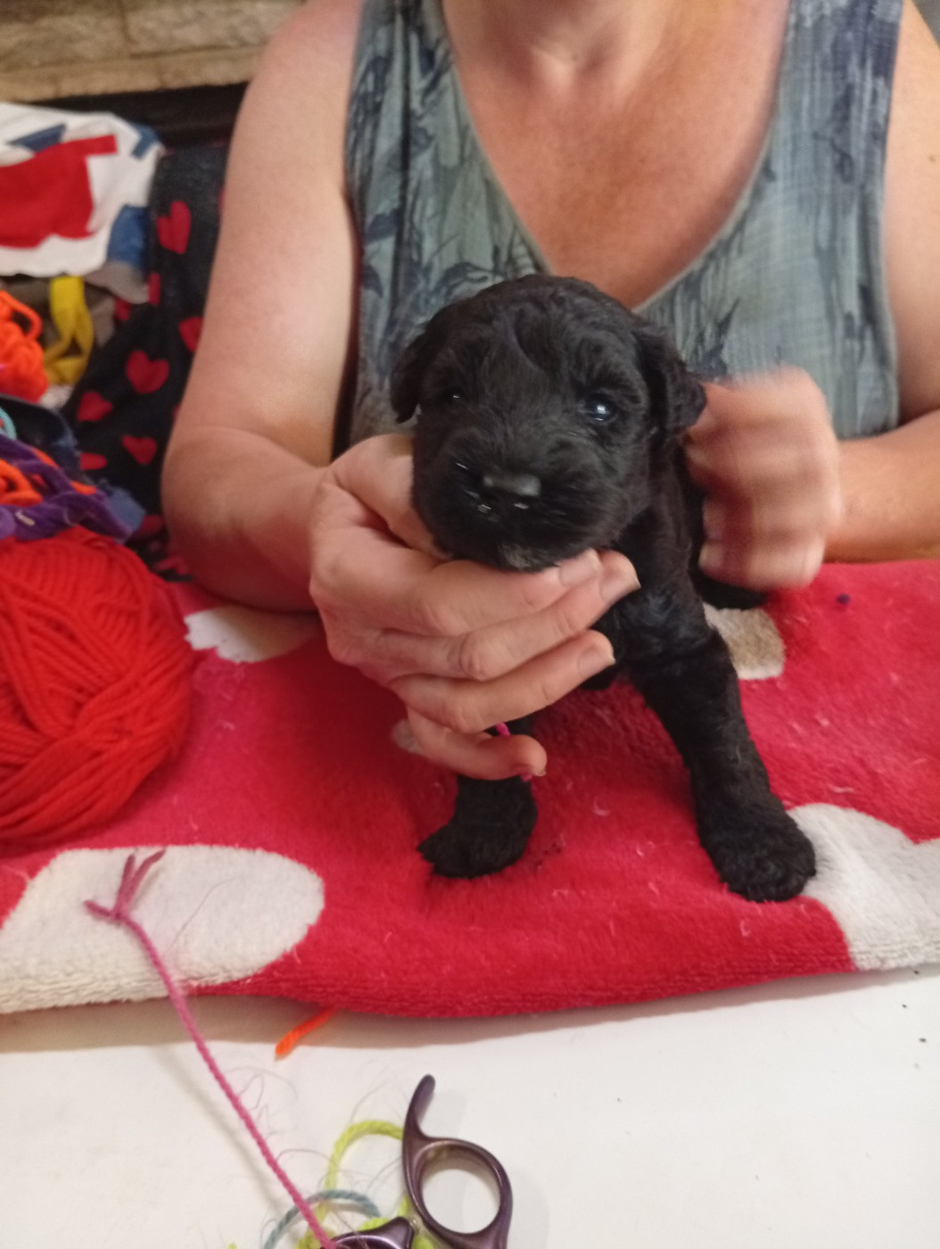 des Hautes Terres D'Avalon - Chiots disponibles - Kerry Blue Terrier