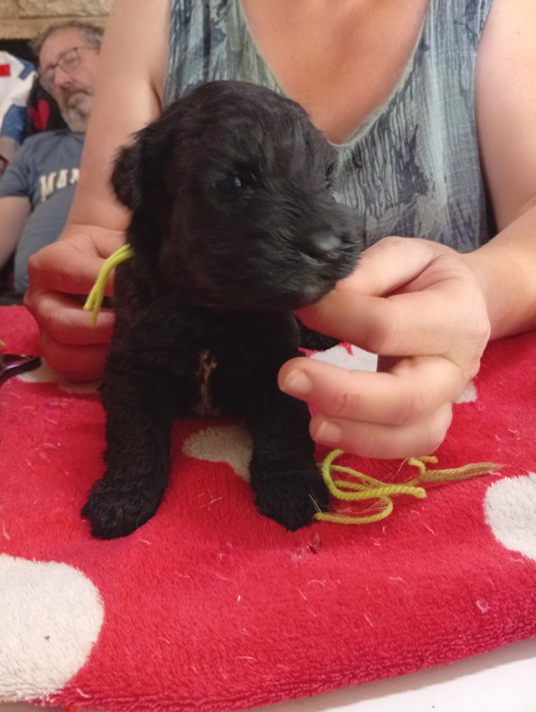 des Hautes Terres D'Avalon - Chiots disponibles - Kerry Blue Terrier
