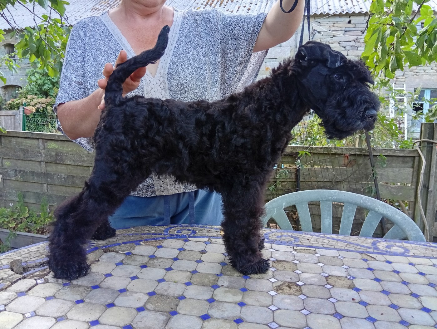 des Hautes Terres D'Avalon - Chiots disponibles - Kerry Blue Terrier