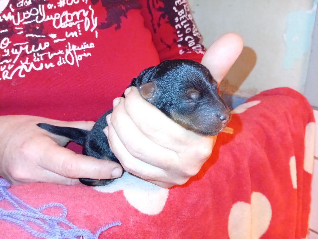 des Hautes Terres D'Avalon - Chiots disponibles - Welsh Terrier