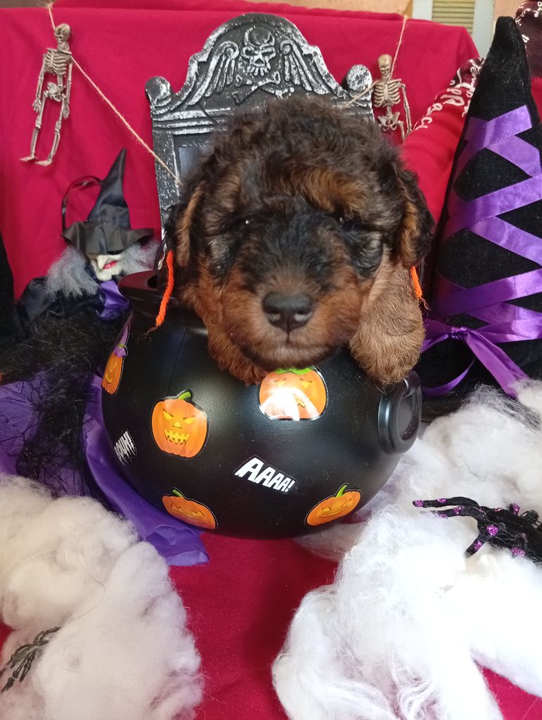 des Hautes Terres D'Avalon - Chiots disponibles - Welsh Terrier