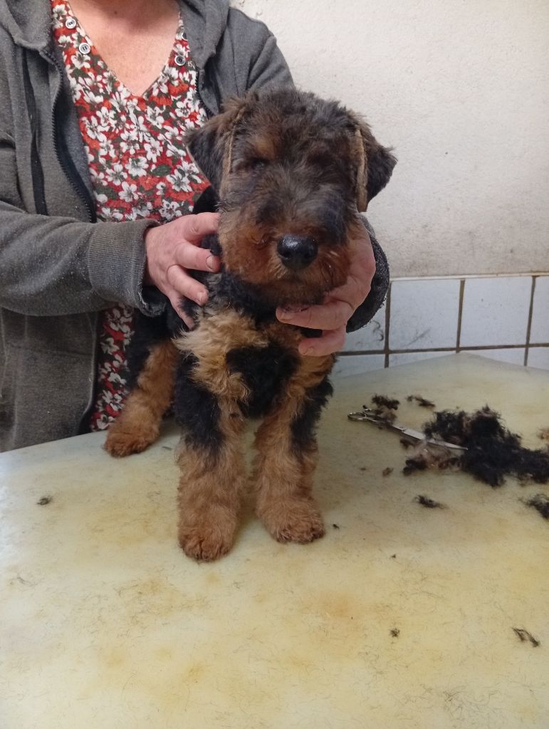 des Hautes Terres D'Avalon - Chiots disponibles - Welsh Terrier