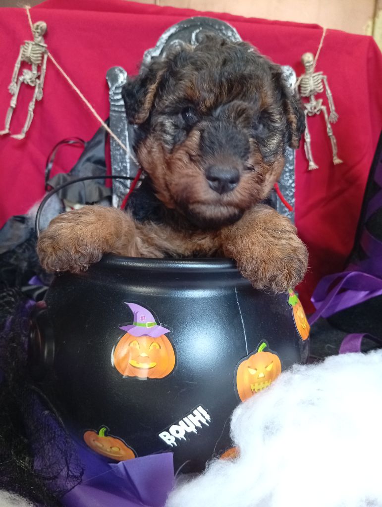 des Hautes Terres D'Avalon - Chiots disponibles - Welsh Terrier