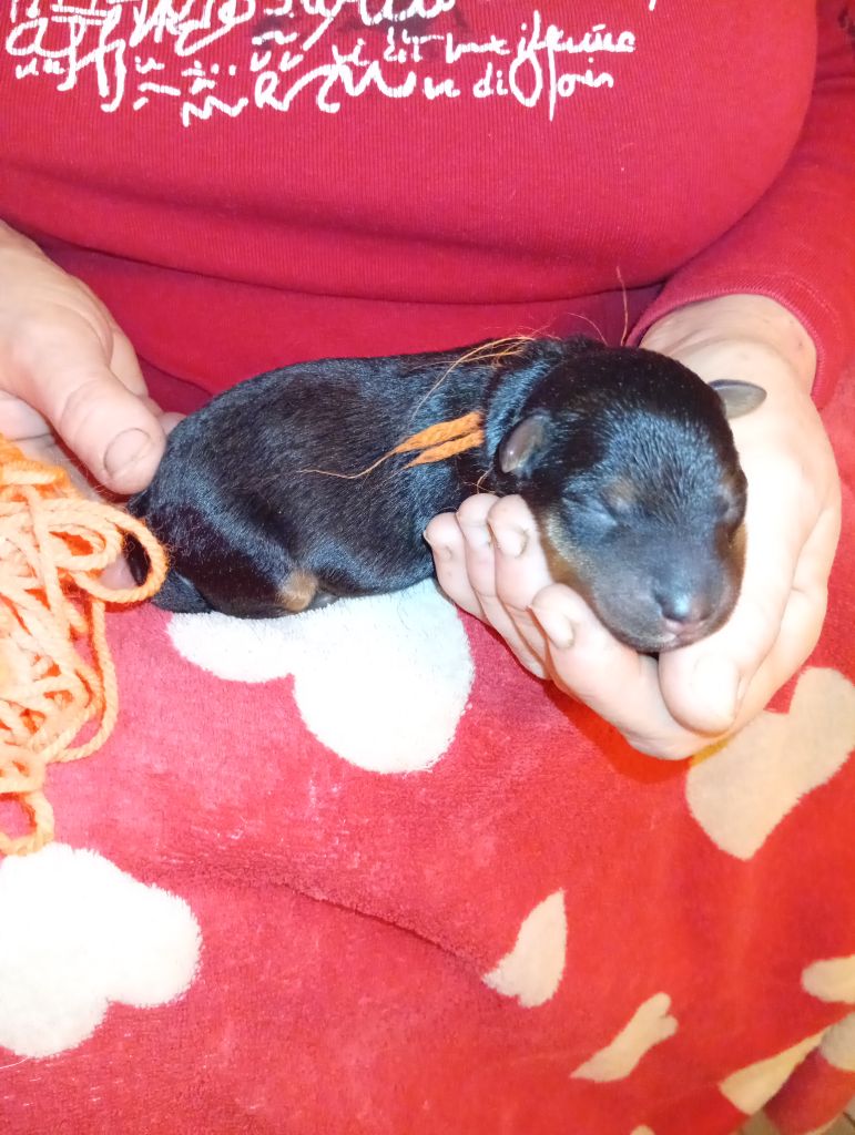 des Hautes Terres D'Avalon - Chiots disponibles - Welsh Terrier