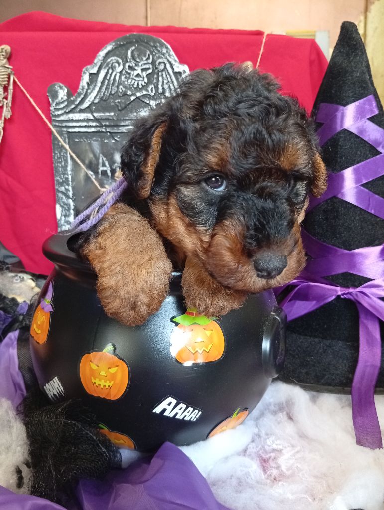 des Hautes Terres D'Avalon - Chiots disponibles - Welsh Terrier