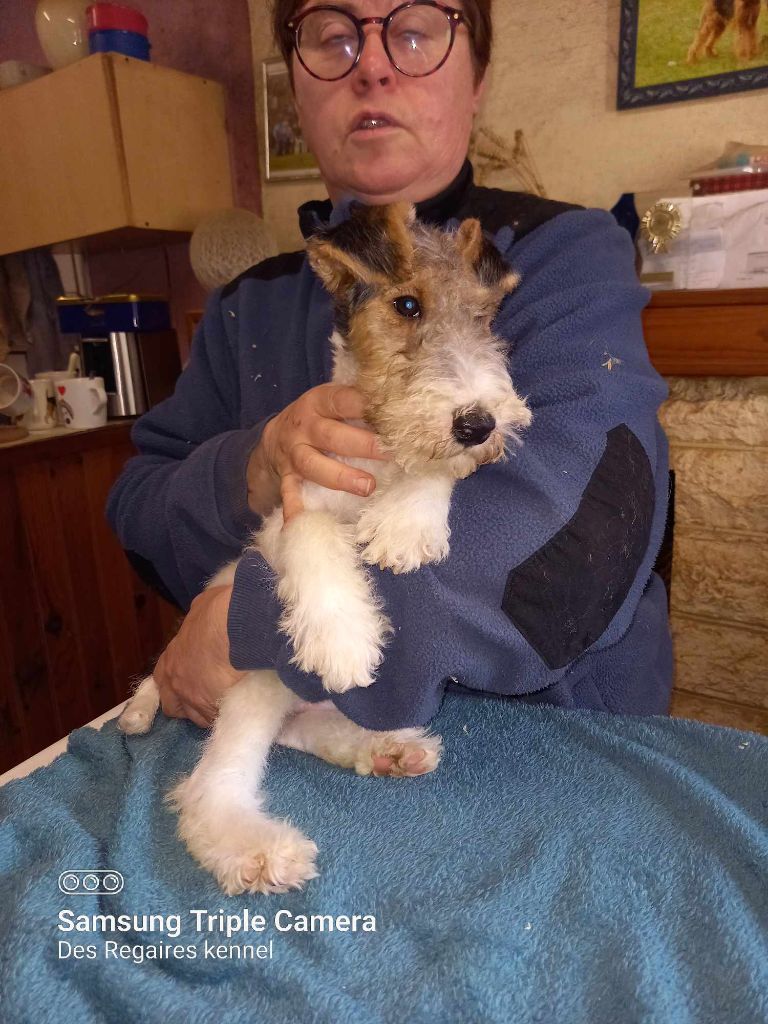 des Hautes Terres D'Avalon - Fox Terrier Poil Dur - Portée née le 04/12/2023
