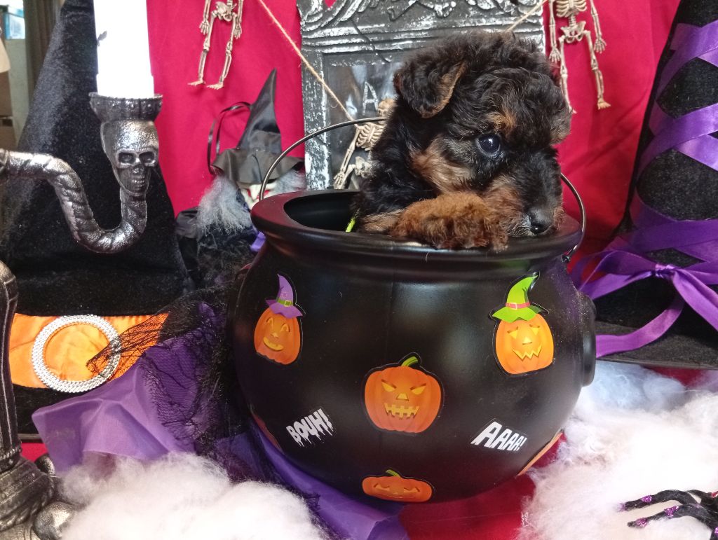 des Hautes Terres D'Avalon - Chiots disponibles - Welsh Terrier