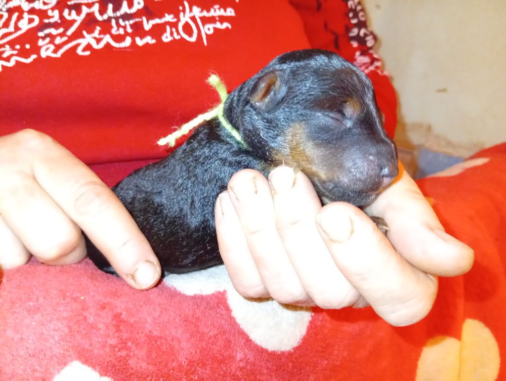 des Hautes Terres D'Avalon - Chiots disponibles - Welsh Terrier