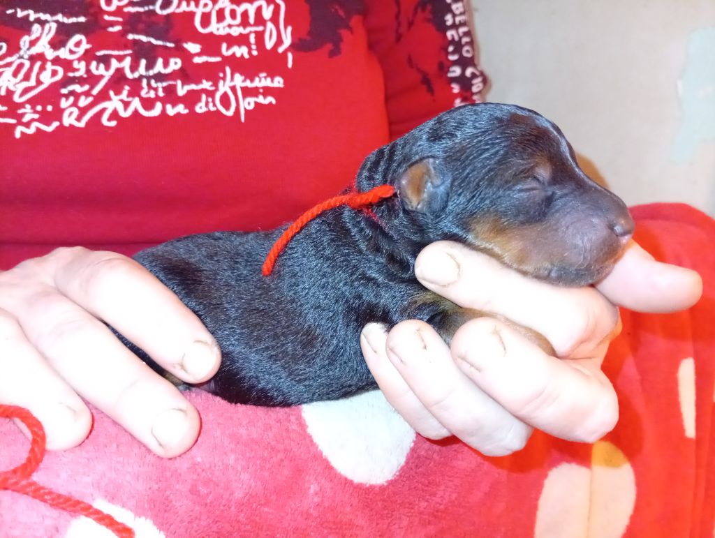 des Hautes Terres D'Avalon - Chiots disponibles - Welsh Terrier
