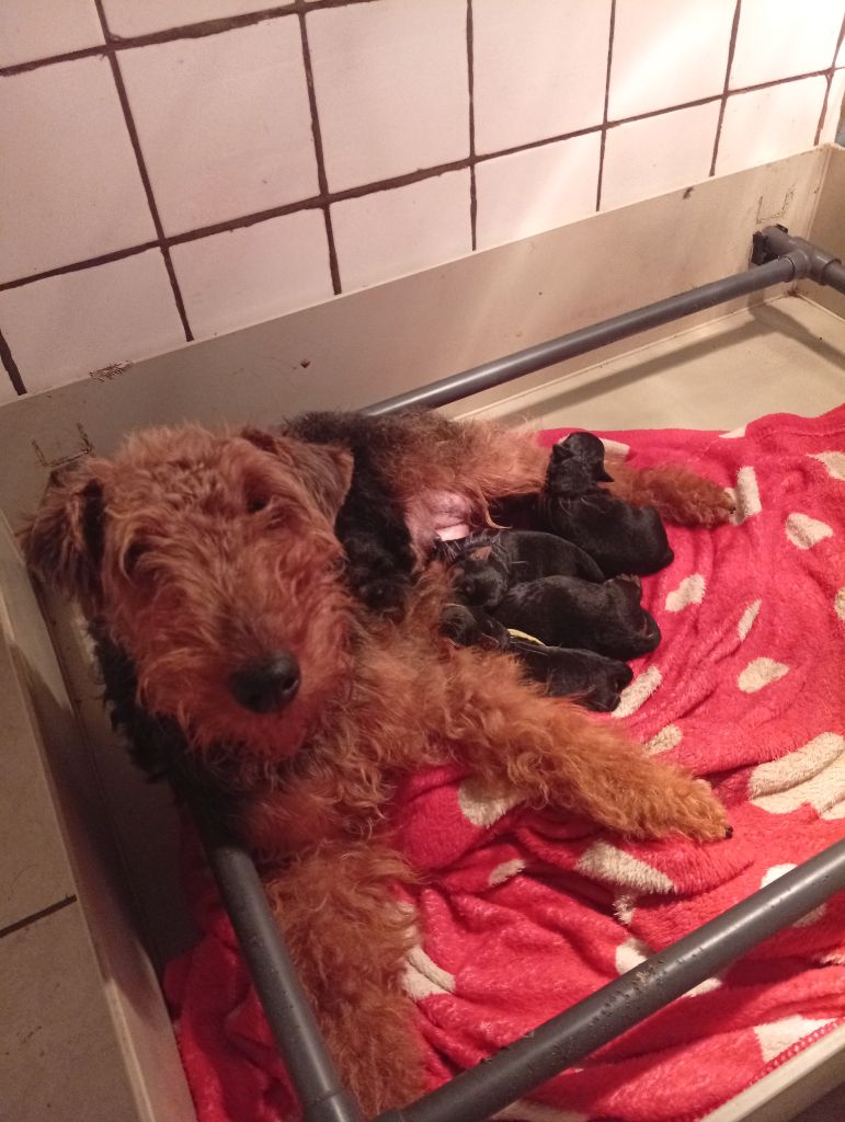 des Hautes Terres D'Avalon - Welsh Terrier - Portée née le 23/09/2025
