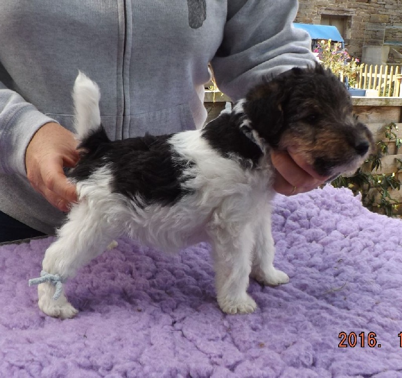 des Hautes Terres D'Avalon - Fox Terrier Poil Dur - Portée née le 10/07/2016