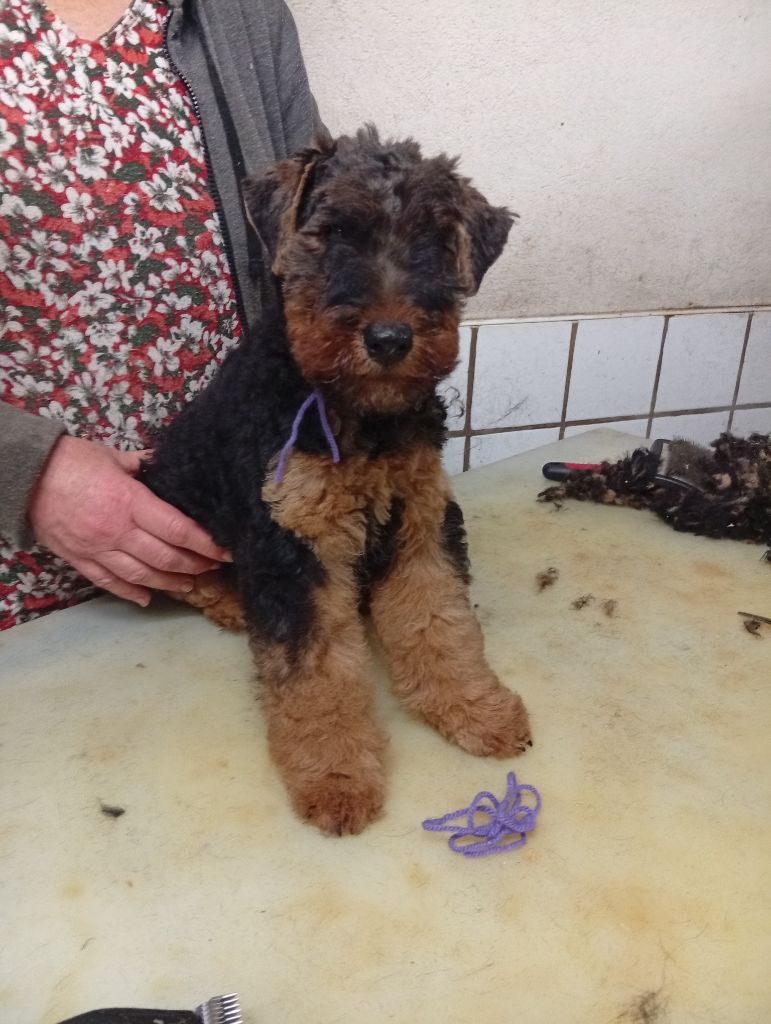 des Hautes Terres D'Avalon - Chiots disponibles - Welsh Terrier